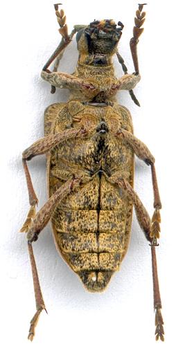 Rhagium inquisitor