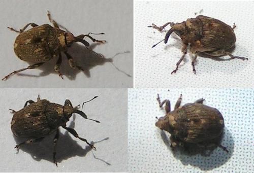 Réf. 6 308 : Stenocarus sp.