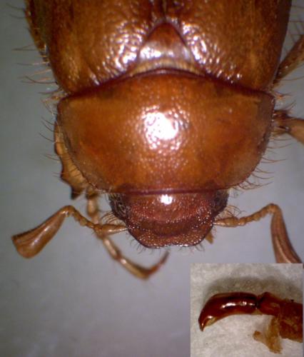Rhizotrogus sp.