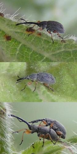 Rhopalapion longirostre