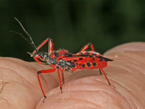 Rhynocoris sp.