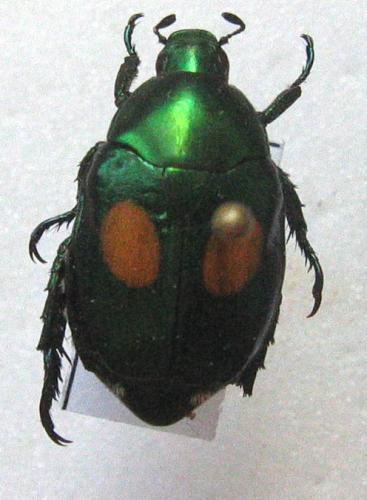Popillia meinhardti
