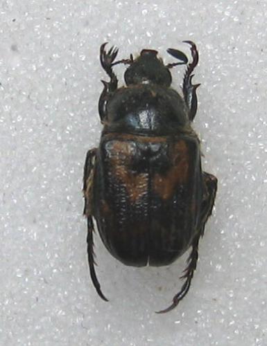Anisoplia remota