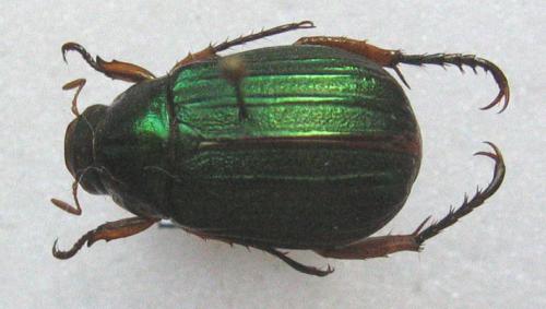 Mimela testaceipes