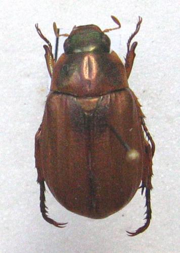 Mimela testaceipes