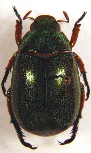 Réf. 6 974 : Mimela chrysoprasa