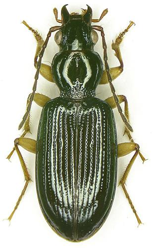 Réf. 6 995 : Sinechostictus ruficorne