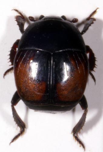Saprinus maculatus
