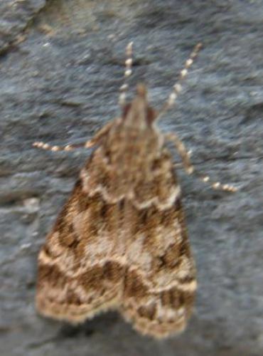 Eudonia mercurella