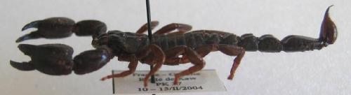 Brotheas granulatus