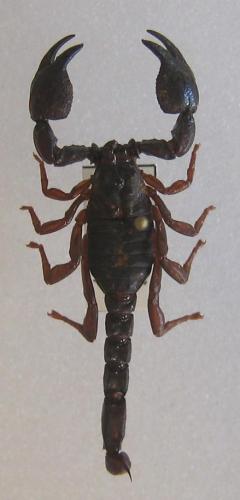 Brotheas granulatus