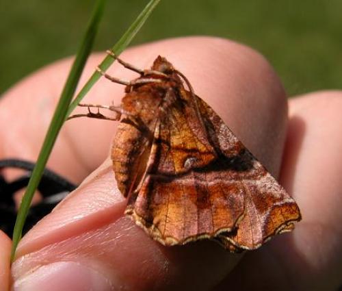 Selenia tetralunaria