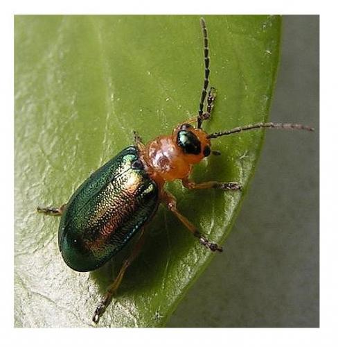 Réf. 6 327 : Sermylassa halensis