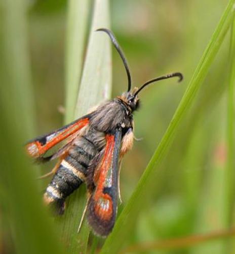 Réf. 6 285 : Pyropteron chrysidiformis