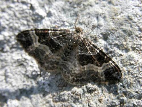 Epirrhoe alternata