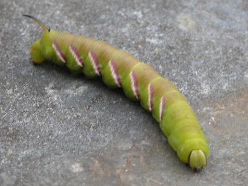 Sphinx ligustri