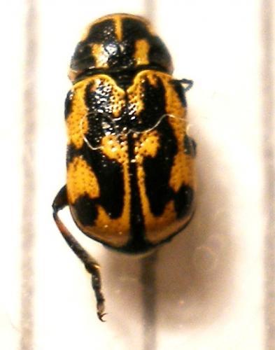 Pachybrachis sp.