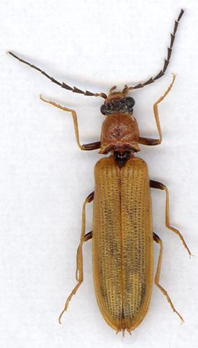 Réf. 6 437 : Denticollis linearis