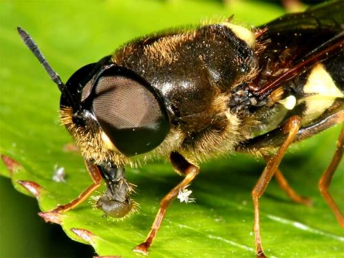 Stratiomys potamida
