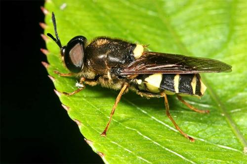 Stratiomys potamida