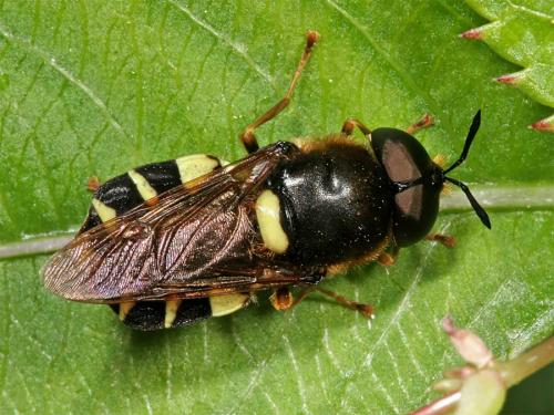 Stratiomys potamida