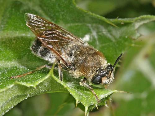 Stratiomys longicornis