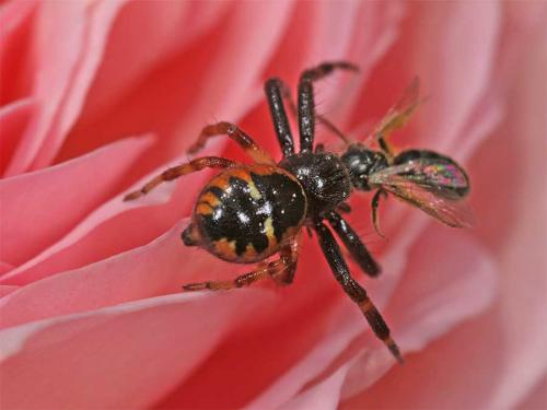 Réf. 6 075 : Synema globosum