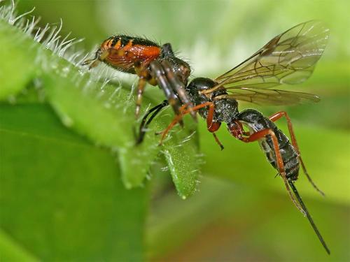 Synema globosum