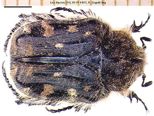 Réf. 6 220 : Tropinota hirta