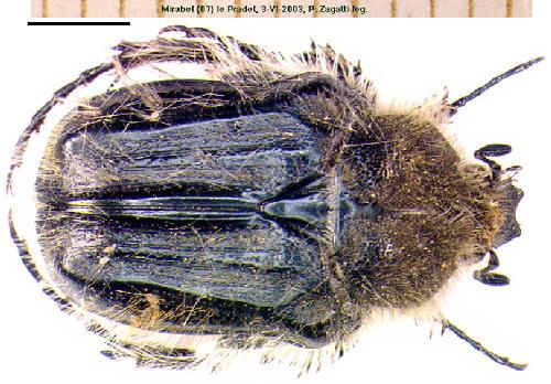 Réf. 6 221 : Tropinota squalida