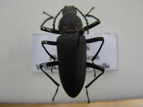 Zophobas sp.