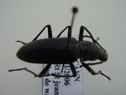 Zophobas sp.