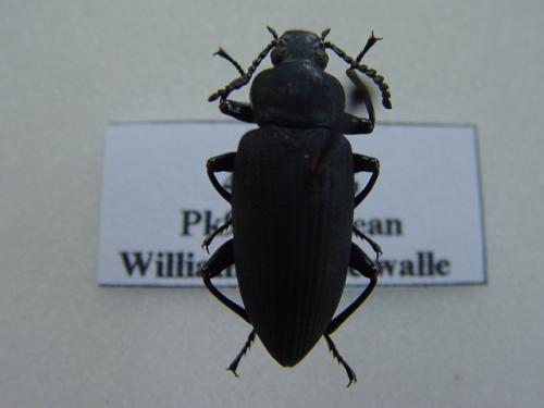 Zophobas sp.