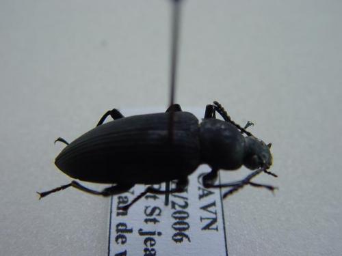Zophobas sp.