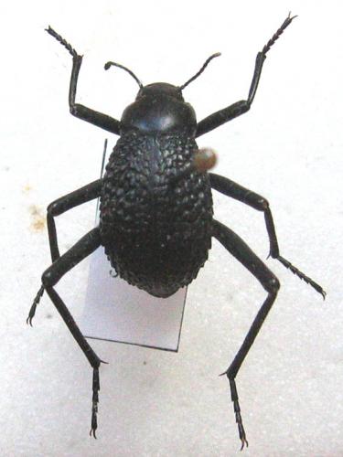 Adesmia biskreensis asperrima