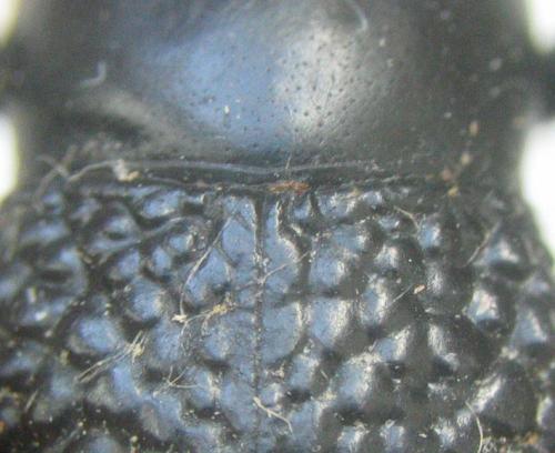 Adesmia biskreensis asperrima