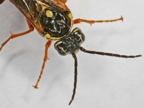 Tenthredopsis stigma