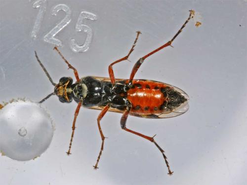Réf. 6 424 : Tenthredopsis stigma