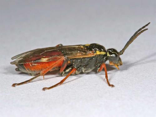 Réf. 6 425 : Tenthredopsis stigma