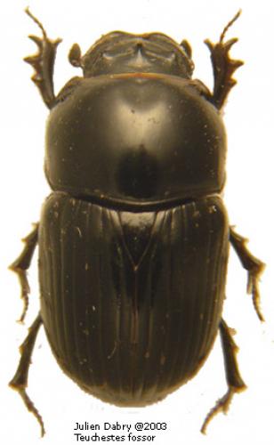 Réf. 6 115 : Teuchestes fossor