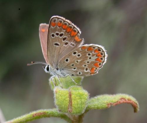 Aricia agestis