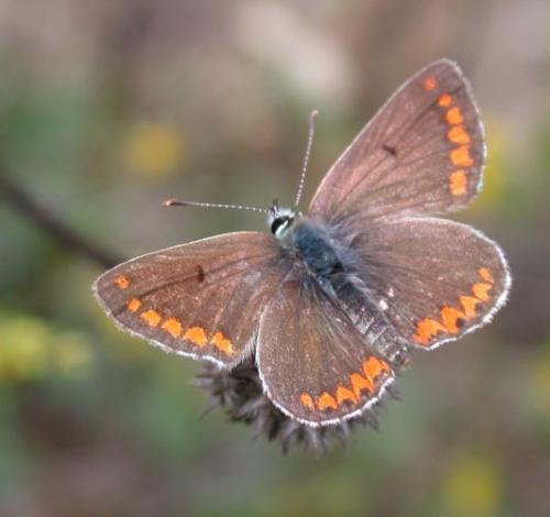 Aricia agestis