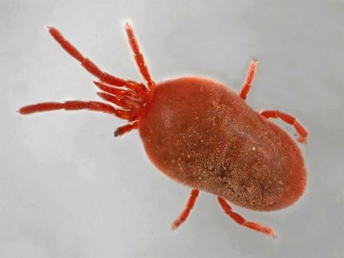 Réf. 6 910 : Allothrombium sp.