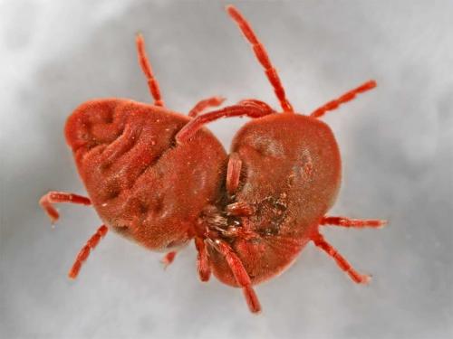 Réf. 6 911 : Allothrombium sp.