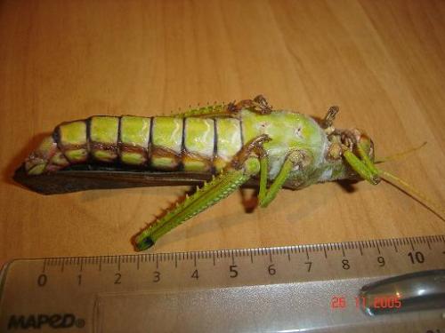 Réf. 6 016 : Tropidacris collaris