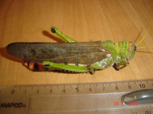 Tropidacris collaris