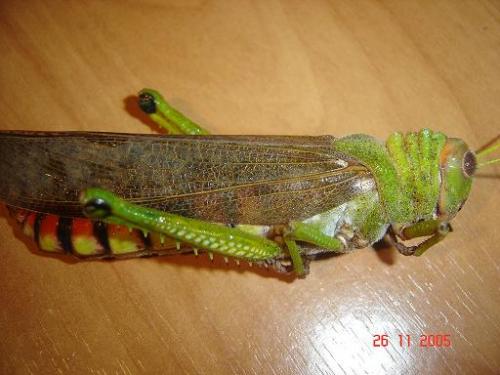 Tropidacris collaris
