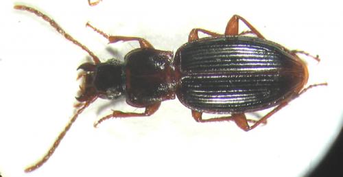 Pterostichus amoenus
