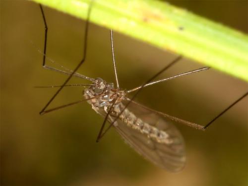 Trichocera sp.