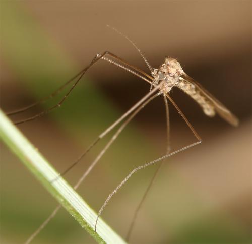 Trichocera sp.